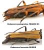 Oedemera divers